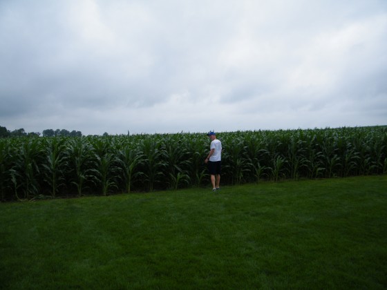 The Field of Dreams cornfield.
